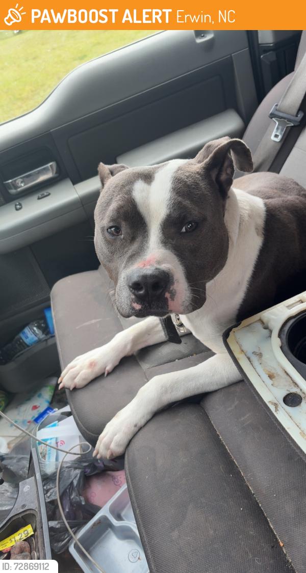 Found/Stray Male Dog last seen Bunnlevel , Erwin, NC 28339