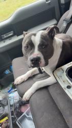 Found/Stray Male Dog last seen Bunnlevel , Erwin, NC 28339