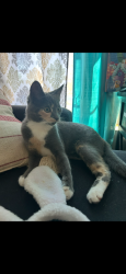 Lost Female Cat last seen Vada Circle, Terrace Drive, Knoxville, TN 37912