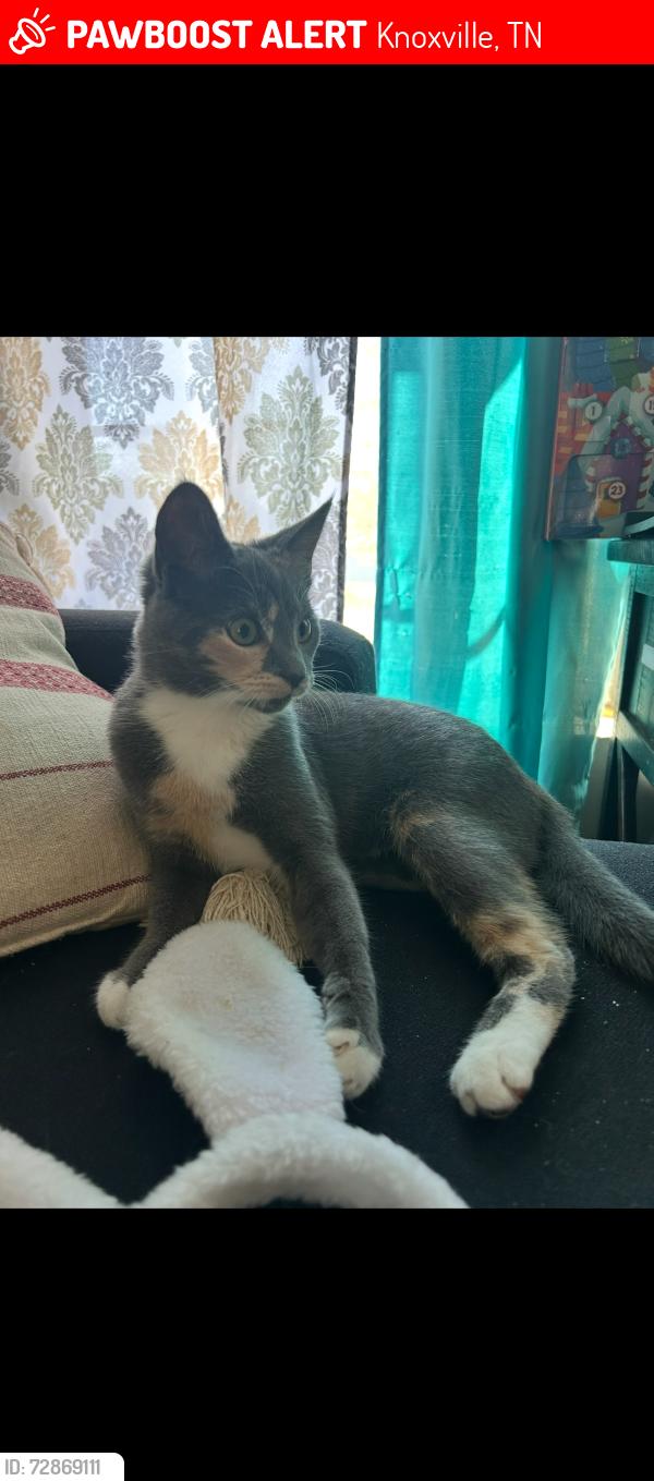 Lost Female Cat last seen Vada Circle, Terrace Drive, Knoxville, TN 37912