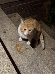 Found/Stray Male Cat last seen Bay View High School, Milwaukee, WI 53207