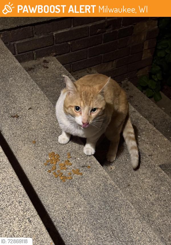 Found/Stray Male Cat last seen Bay View High School, Milwaukee, WI 53207
