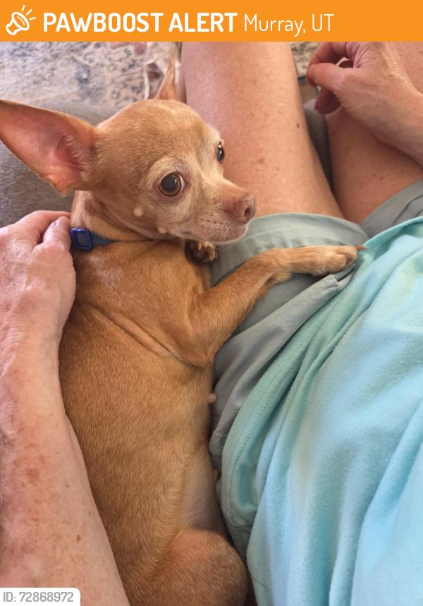 Found/Stray Female Dog last seen Behind Seven Eleven on State Street, Murray, UT 84107