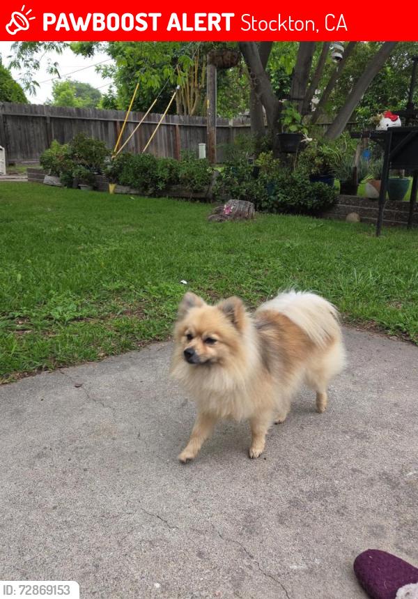 Lost Male Dog last seen El Dorado , Stockton, CA 95207