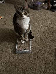 Reunited Male Cat last seen Bowcreek, lynnhaven, south rosemont, Virginia Beach, VA 23452