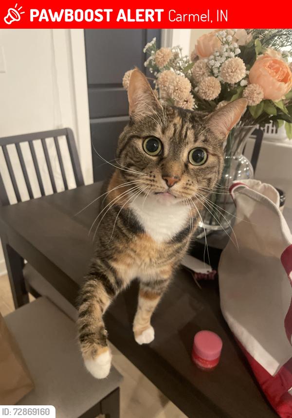 Lost Female Cat last seen President St and Town, Carmel, IN 46032