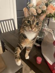 Lost Female Cat last seen President St and Town, Carmel, IN 46032