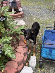 Found/Stray Female Dog last seen Baux Mountain, Winston-Salem, NC 27105