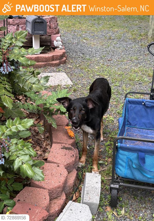 Found/Stray Female Dog last seen Baux Mountain, Winston-Salem, NC 27105