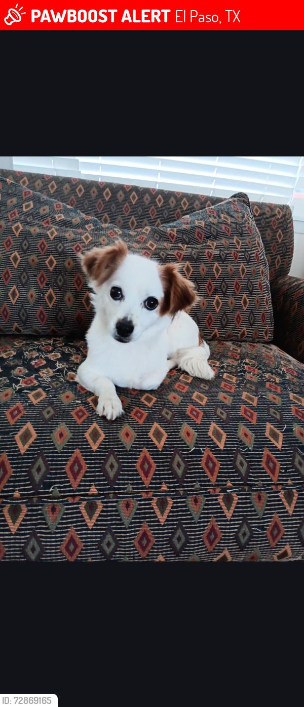 Lost Female Dog last seen Wedgewood, El Paso, TX 79925
