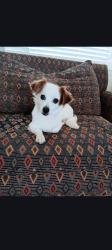 Lost Female Dog last seen Wedgewood, El Paso, TX 79925