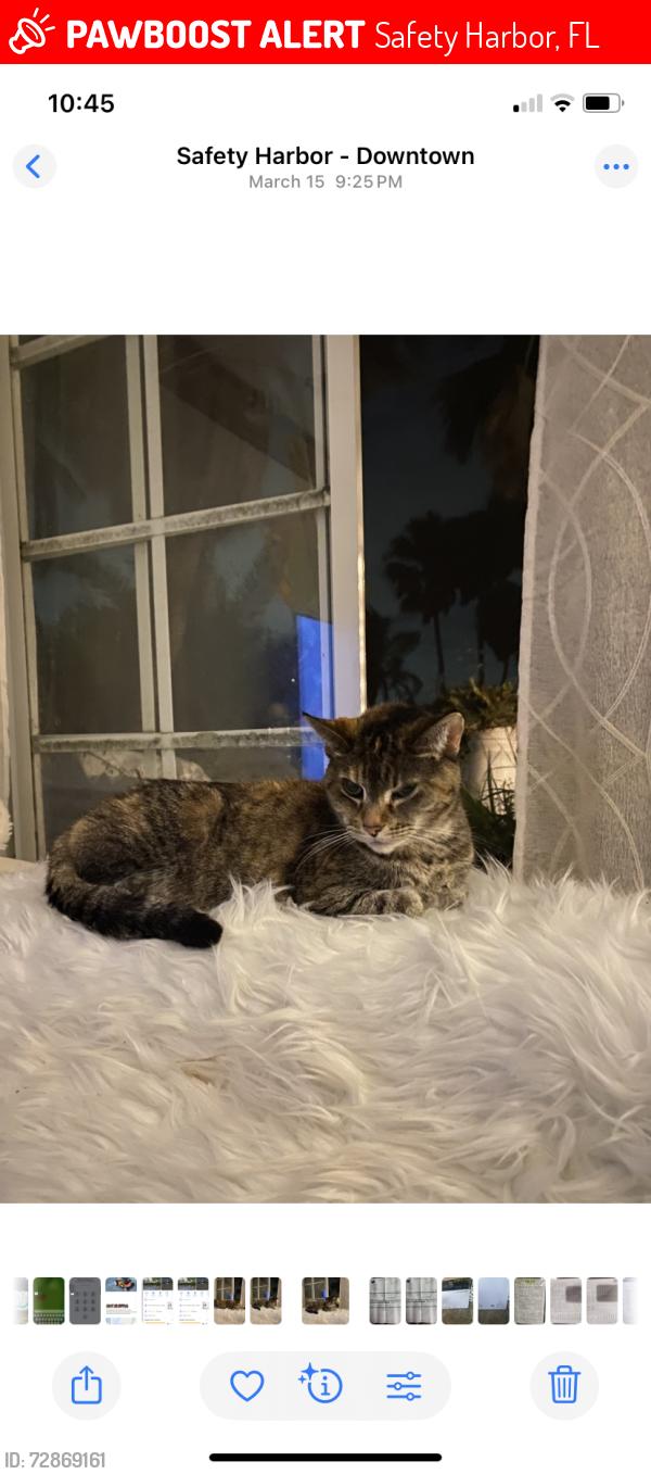 Lost Female Cat last seen Bayshore Blvd & Scott Street, Safety Harbor, FL 34695