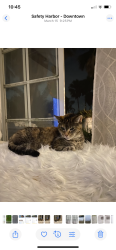 Lost Female Cat last seen Bayshore Blvd & Scott Street, Safety Harbor, FL 34695