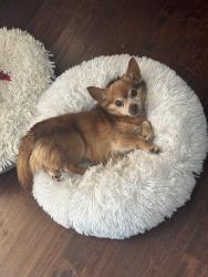Lost Male Dog last seen Brownie , West Lawn, PA 19609