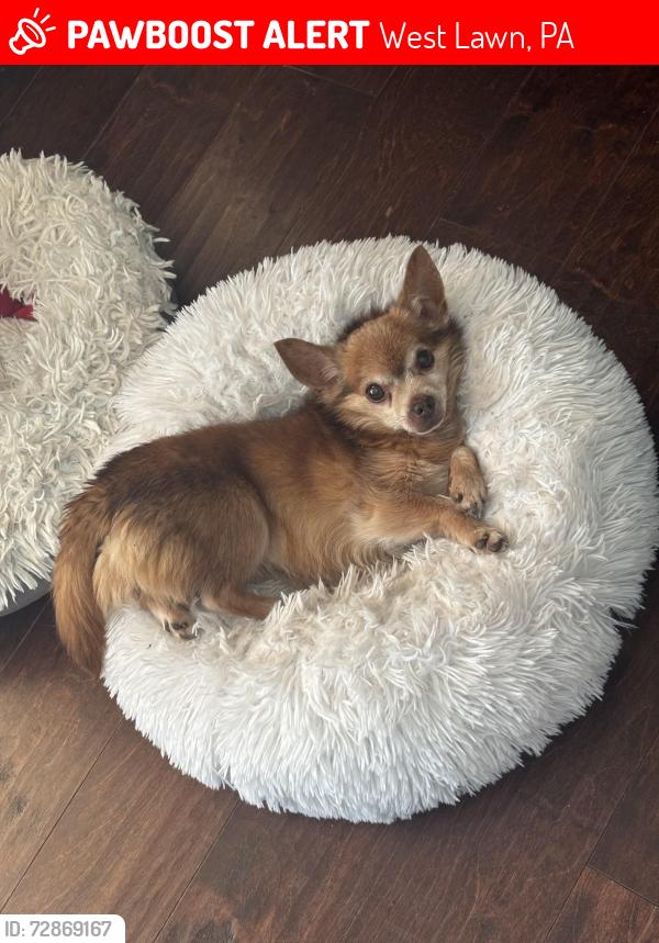 Lost Male Dog last seen Brownie , West Lawn, PA 19609