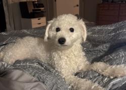 Lost Female Dog last seen Maxwell Rd and Heritage Landing subdivision , Nashville, TN 37013