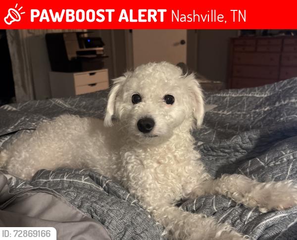 Lost Female Dog last seen Maxwell Rd and Heritage Landing subdivision, Nashville, TN 37013