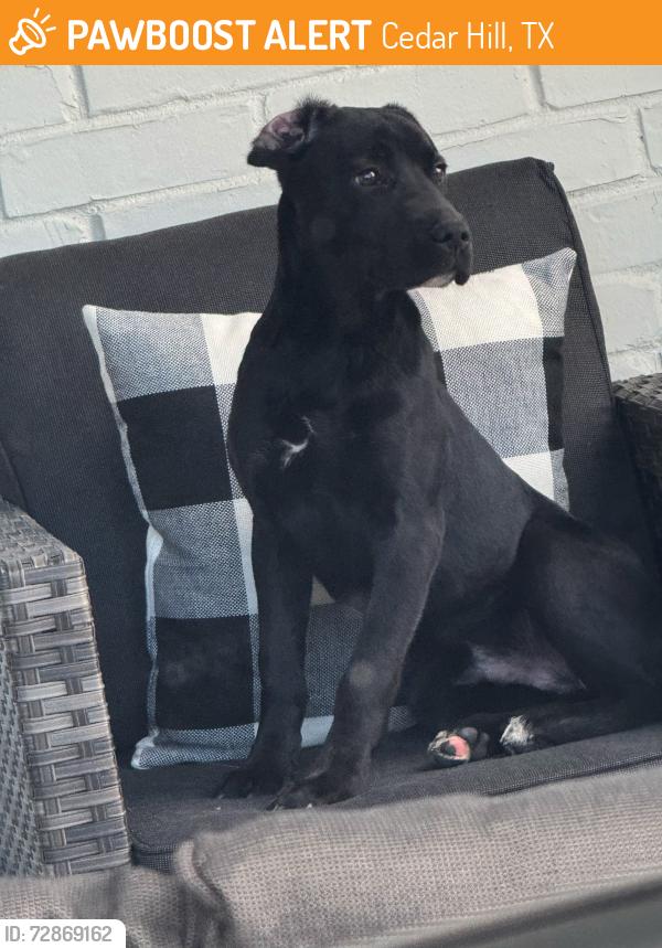 Found/Stray Unknown Dog last seen stonewall ct, cedar hill usa, Cedar Hill, TX 75104