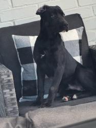 Found/Stray Unknown Dog last seen stonewall ct, cedar hill usa, Cedar Hill, TX 75104