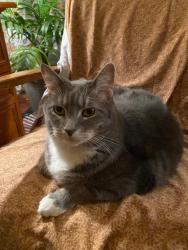 Lost Female Cat last seen Salem Court and Reading Ridge Road, Flemington, NJ 08822