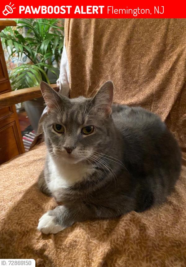 Lost Female Cat last seen Salem Court and Reading Ridge Road, Flemington, NJ 08822