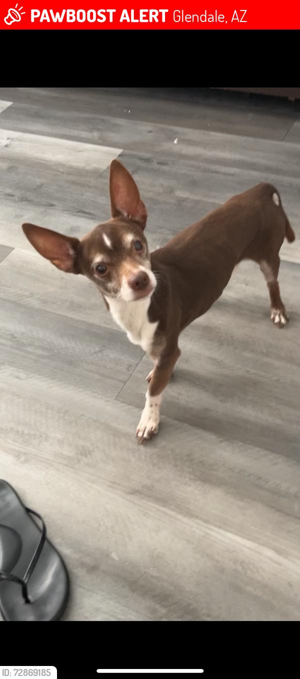 Lost Female Dog last seen 63rd n Missouri , Glendale, AZ 85301