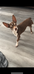 Lost Female Dog last seen 63rd n Missouri , Glendale, AZ 85301