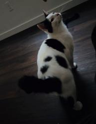 Reunited Male Cat last seen Tahoma terra , Yelm, WA 98597