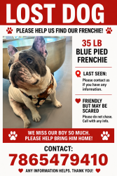 Lost Male Dog last seen Near Ave and 16 st , Westchester, FL 33165