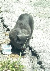 Found/Stray Unknown Cat last seen Palos Verdes Blvd /Via Monte Oro , Redondo Beach, CA 90277