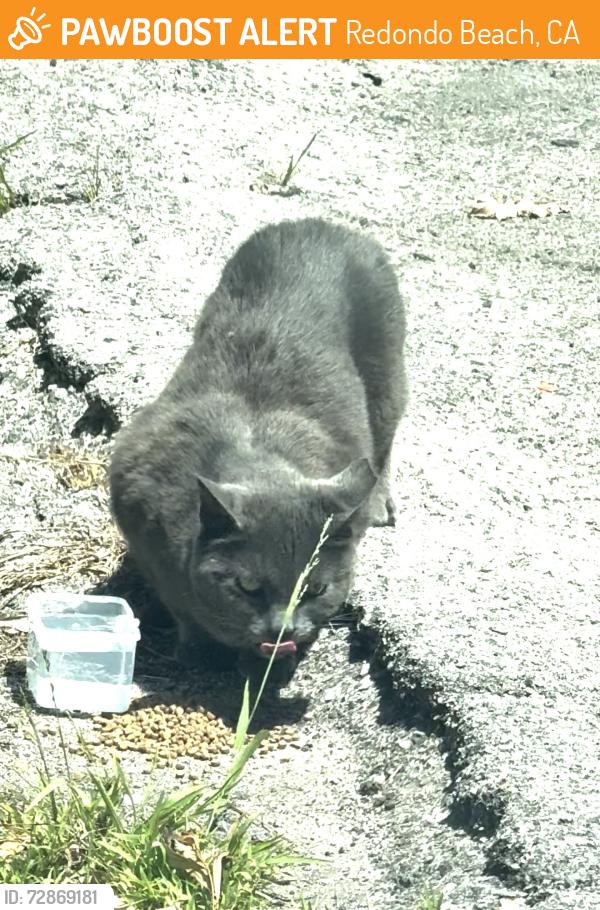 Found/Stray Unknown Cat last seen Palos Verdes Blvd /Via Monte Oro , Redondo Beach, CA 90277