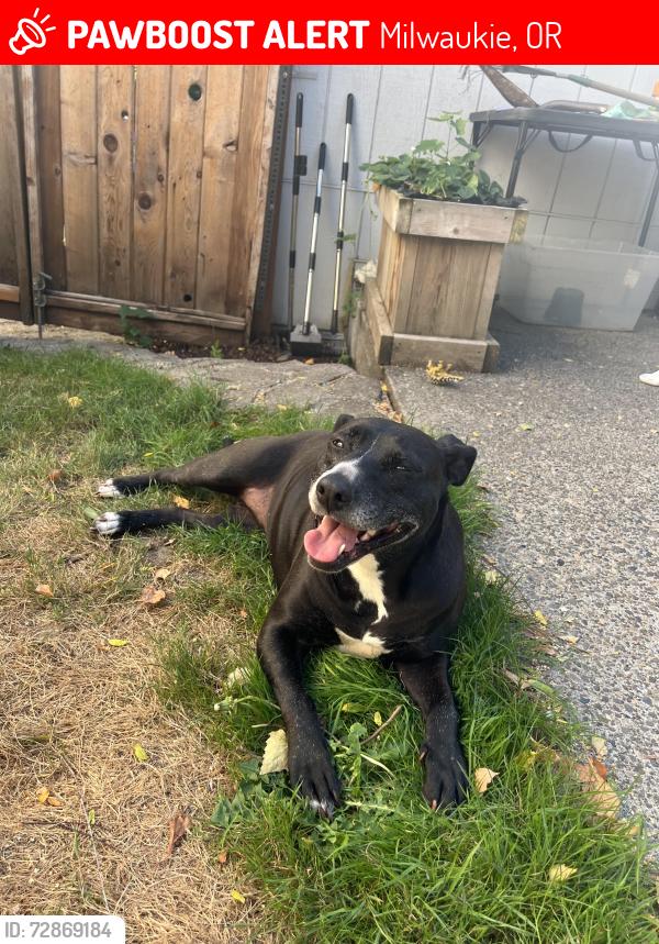 Lost Female Dog last seen 40th, Milwaukie, OR 97222