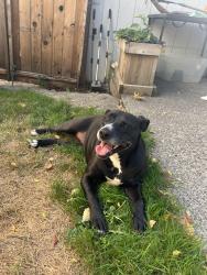 Lost Female Dog last seen 40th, Milwaukie, OR 97222