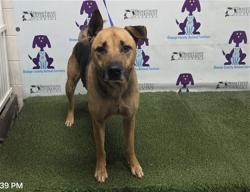 Shelter Stray Male Dog last seen , Orlando, FL 32839