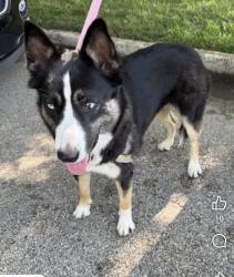 Reunited Female Dog last seen High country rd, Carrollton, TX 75287