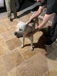 Found/Stray Male Dog last seen Lasselle Street and Ironwood, Moreno Valley, CA 92557