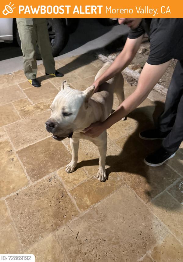 Found/Stray Male Dog last seen Lasselle Street and Ironwood, Moreno Valley, CA 92557
