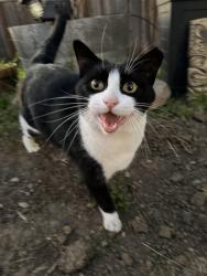 Lost Male Cat last seen Arguello and Marvilla, Pacifica, CA 94044