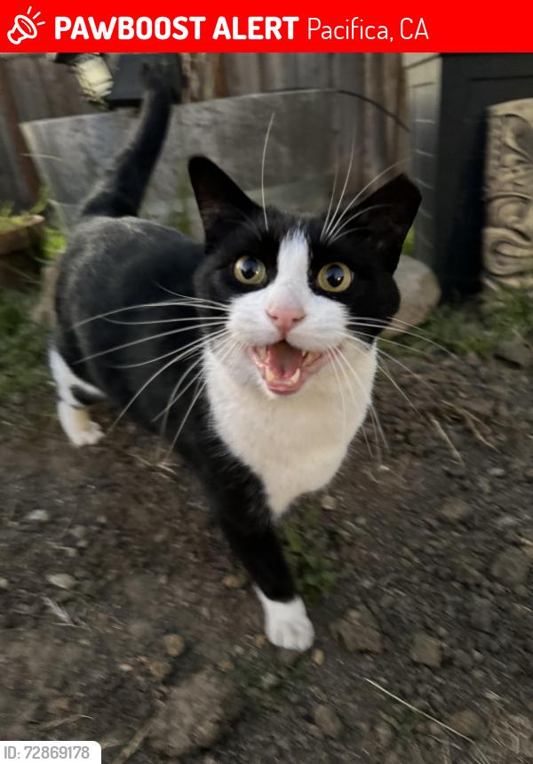 Lost Male Cat last seen Arguello and Marvilla, Pacifica, CA 94044