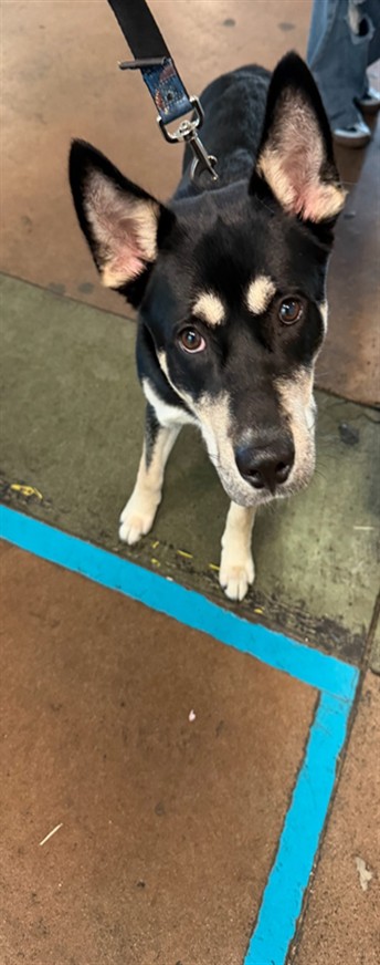 Shelter Stray Male Dog last seen , Los Angeles, CA 91405