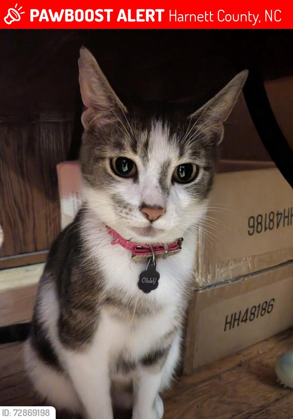 Lost Female Cat last seen Rock Harbor Lane and Elliot Bridge Road, Harnett County, NC 28390