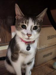 Lost Female Cat last seen Rock Harbor Lane and Elliot Bridge Road, Harnett County, NC 28390