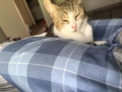 Lost Female Cat last seen Battle Creek Lodges, Salem, OR 97306