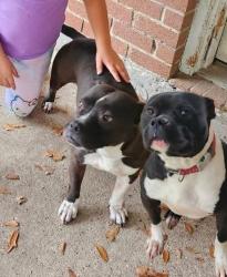 Lost Female Dog last seen They were last seen on Dog wood in White Oak Plantation in Splendora Tx, Splendora, TX 77372