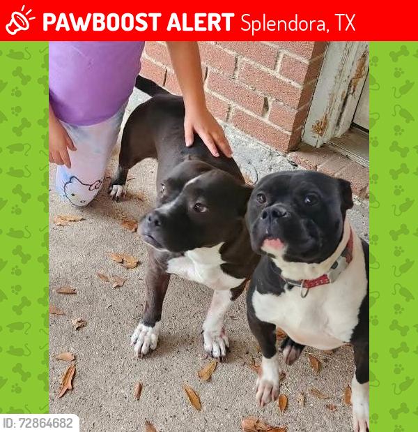Lost Female Dog last seen They were last seen on Dog wood in White Oak Plantation in Splendora Tx, Splendora, TX 77372