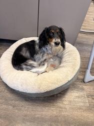 Lost Male Dog last seen Sardis road, Gardendale al 35071, Gardendale, AL 35071