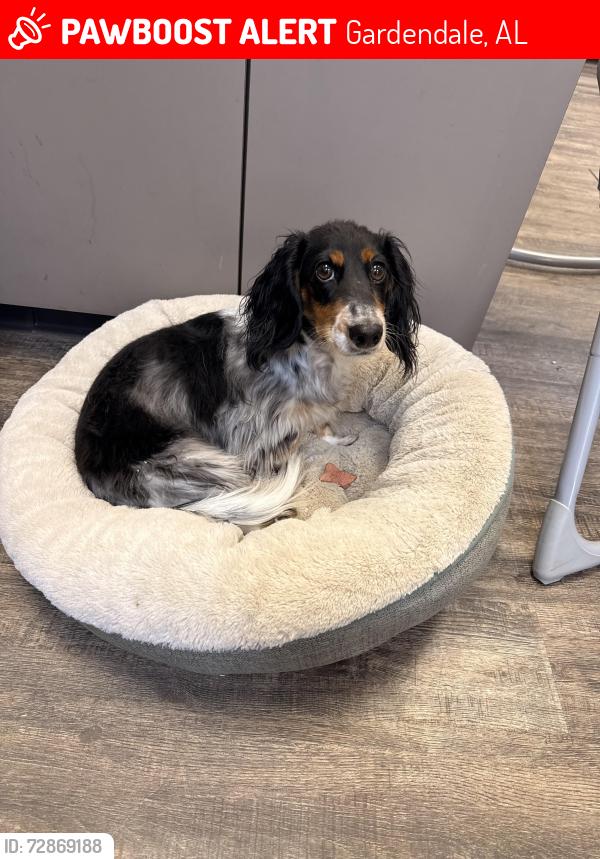 Lost Male Dog last seen Sardis road, Gardendale al 35071, Gardendale, AL 35071