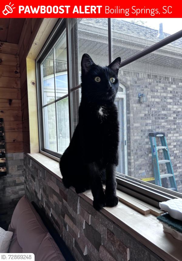 Lost Male Cat last seen backyard of willutuck - hazelwood community s, behind the ingles off boiling springs , Boiling Springs, SC 29316