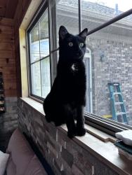 Lost Male Cat last seen backyard of willutuck - hazelwood community s, behind the ingles off boiling springs , Boiling Springs, SC 29316
