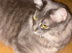 Lost Male Cat last seen Haven, Rancho Cucamonga, CA 91737